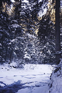 cold, snow, light, nature thumbnail