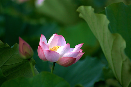 pink and white lotus in bloom closeup photography thumbnail