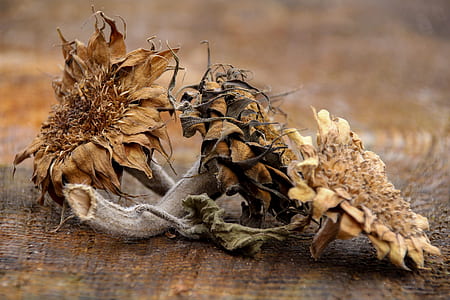 dried sunflowers on brown wooden surface thumbnail