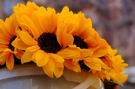 yellow sunflowers on bucket thumbnail