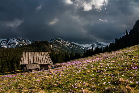 brown wooden house on pink flower field under gray sky thumbnail