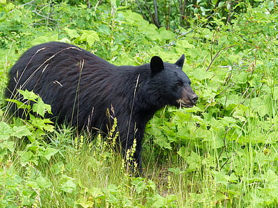 black bear on walking on grass thumbnail