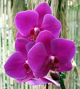 purple moth orchid in bloom thumbnail