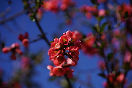 pink cluster flower in selective focus photography thumbnail