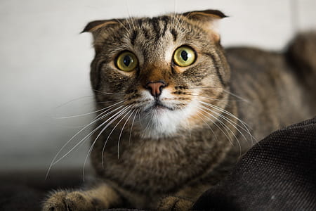 selective focus photography brown tabby cat staring on front thumbnail