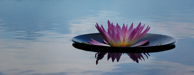 pink and green waterlily thumbnail