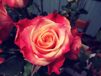 Shallow Focus Photography of Red Flower thumbnail
