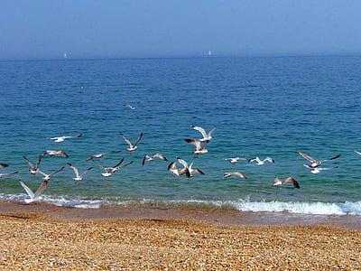 flock of birds flying over the shore thumbnail