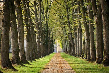 dirt pathway between trees thumbnail
