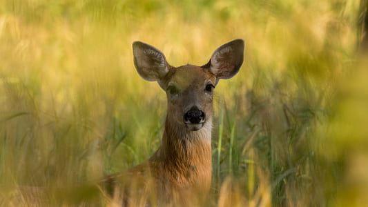 brown deer in grass field thumbnail