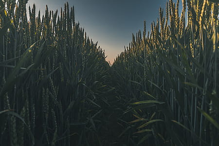 landscape, nature, sunset, field thumbnail