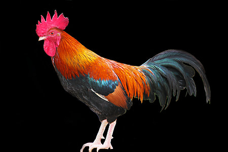 red, black, and orange rooster thumbnail
