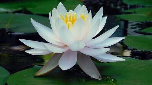 selective focus photography of white lotus flower thumbnail