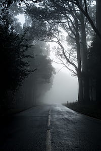 gray concrete road near trees thumbnail