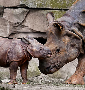 adult and baby rhinoceros during daytime thumbnail
