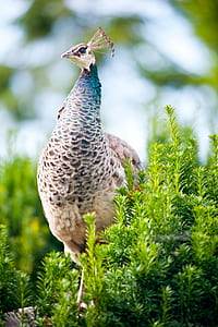 brown and teal peafowl beside green grass thumbnail