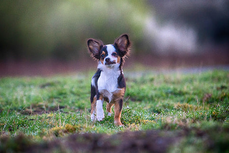 selective focus of tricolor Chihuahua on green grass field thumbnail
