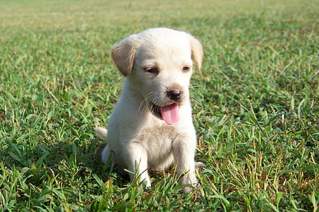 yellow Labrador retriever puppy thumbnail