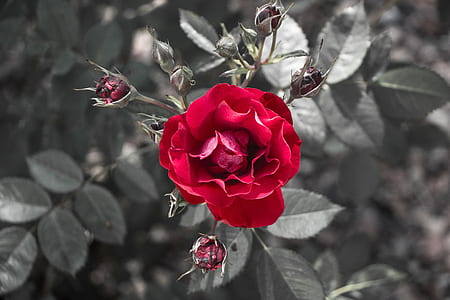 selective color photography of red rose flower thumbnail