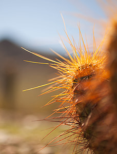closeup photo of green cactus thumbnail