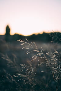 green grains photograph thumbnail