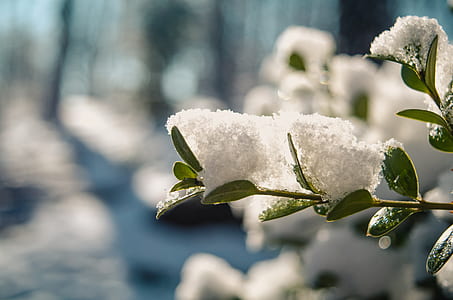 Selective Focus Photography of Plant Covered with Snow thumbnail