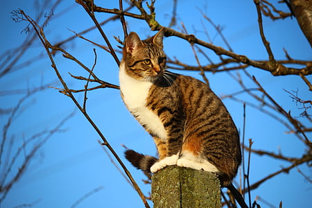 brown and white tabby cat standing on pole thumbnail