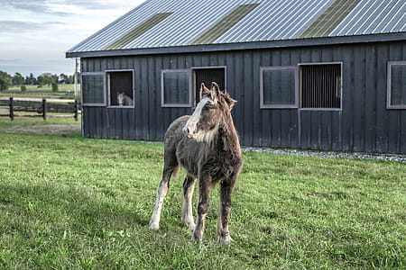 Horse Standing on Green Grass Field thumbnail