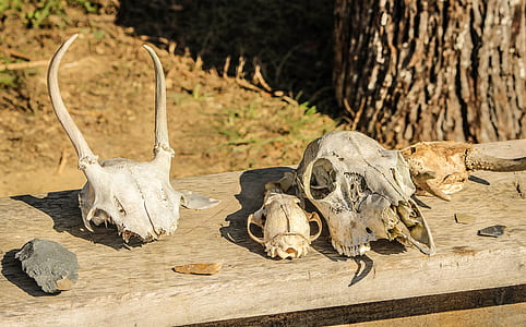 animal bone thumbnail