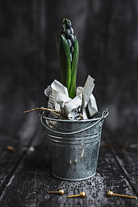 Close-ups of green potted plants thumbnail