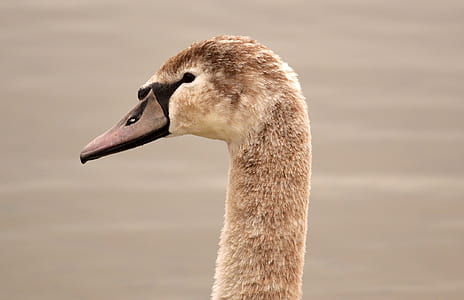 brown duck head thumbnail