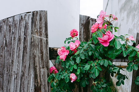 Roses and an old fence thumbnail