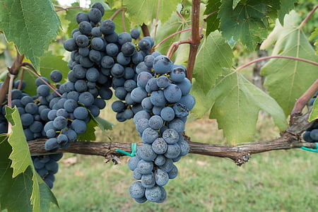 ripe grapes thumbnail