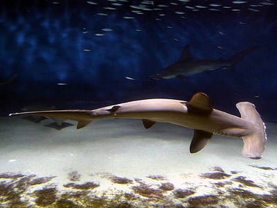 brown hammerhead shark thumbnail