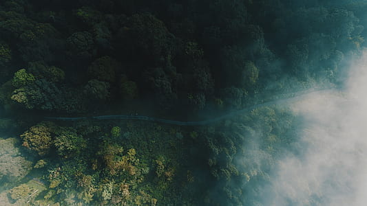 aerial view of river surrounded by forest trees thumbnail
