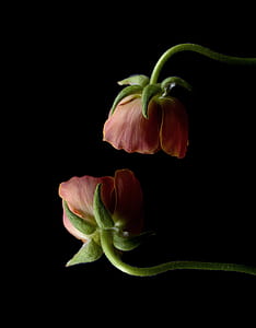 two pink petaled flowers thumbnail