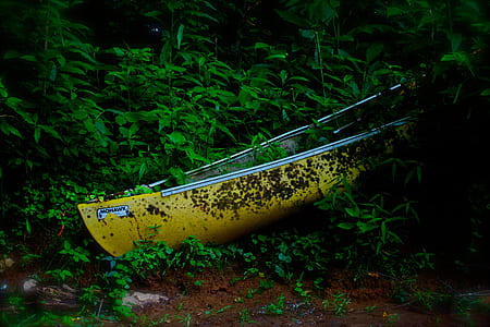 yellow and white canoe boat on green plants thumbnail