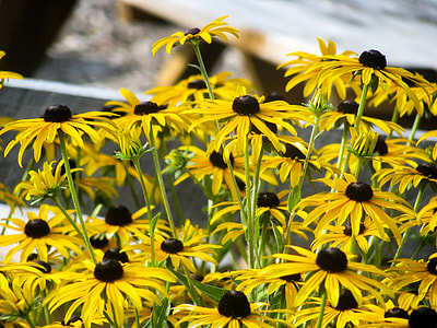 yellow daisies blooming at daytime thumbnail