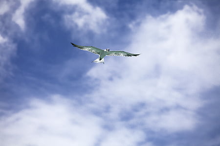 bird soaring under cloudy sky thumbnail