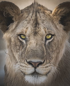 brown lioness thumbnail