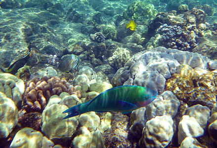 green and blue fish thumbnail