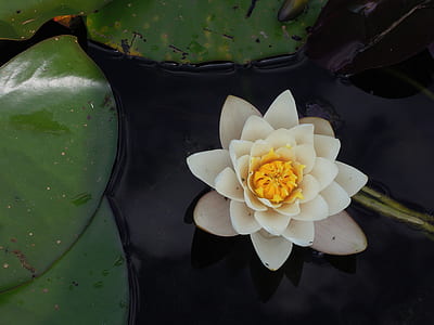 white petaled flower floating on body of water thumbnail