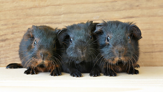 three black guinea pigs thumbnail