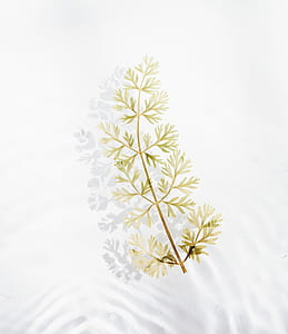 branch, vine, green, white thumbnail
