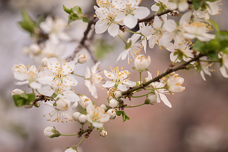 nature, flowers, garden, petals thumbnail