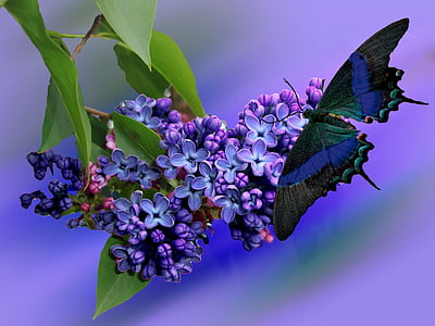 closeup photography of purple petaled flowers thumbnail