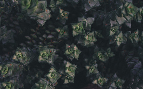 green-and-grey succulent plants thumbnail