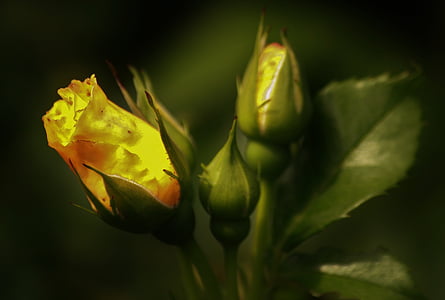 selective close-up photo of yellow rose thumbnail