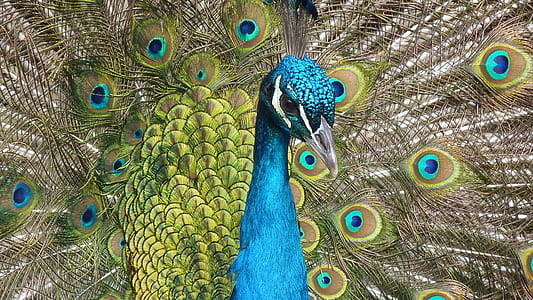 peacock photo thumbnail