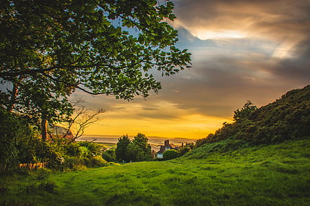 Green Trees Under Blue and Orange Sky during Sunset thumbnail